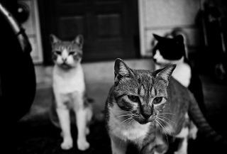 cats.jpg
